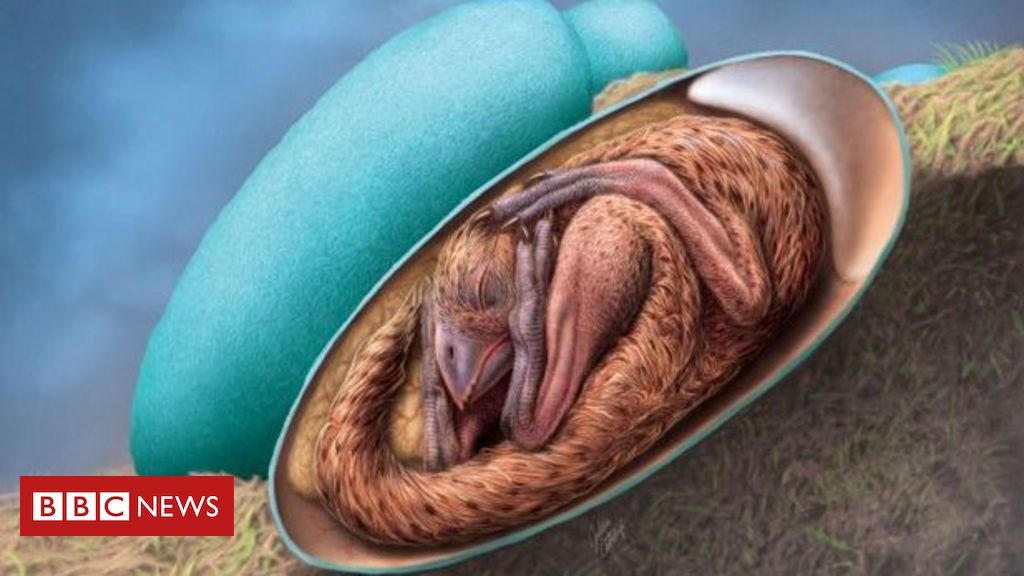 Mistério Jurássico Revelado: Embrião de Dinossauro "Bebê Dragão" Emerge de Ovo Fossilizado em Condição Imaculada